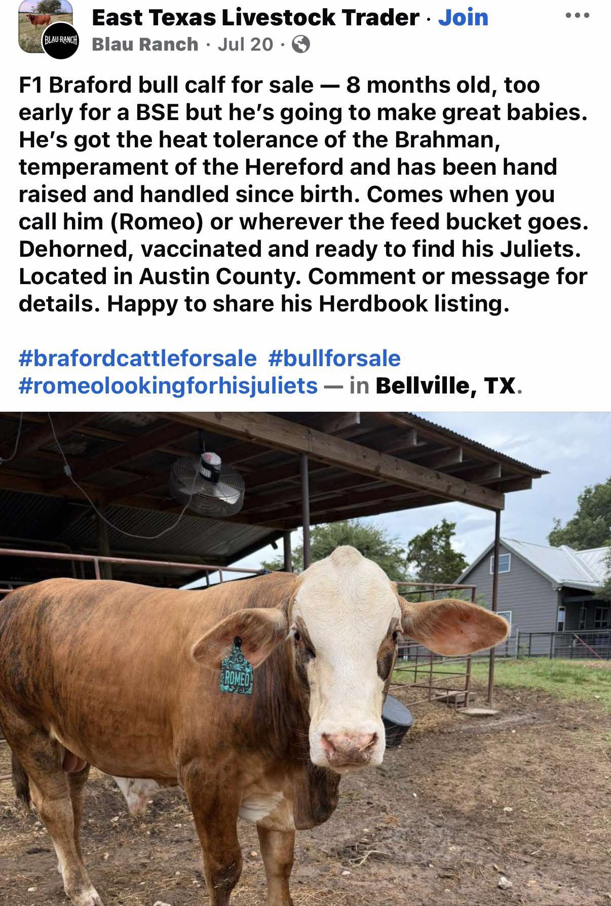 The Facebook post that found Romeo his home.